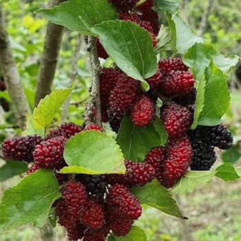 Chiang mai 60 mulberry plant