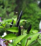 krishna jolokia plant