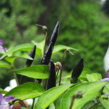 krishna jolokia plant