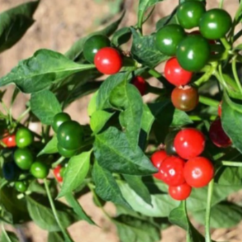 Gul Jolokia plant
