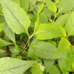 Modhuxuleng (100 gms)