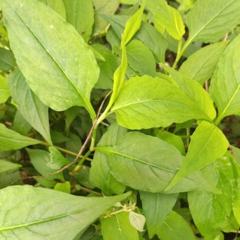 Modhuxuleng (100 gms)
