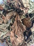 Perilla Leaves (Dry) 50 gms