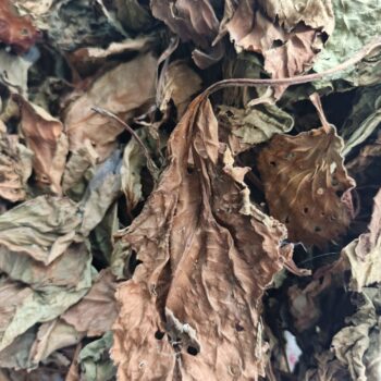 Perilla Leaves (Dry) 50 gms