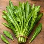 saw tooth coriander