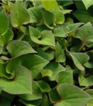fish mint