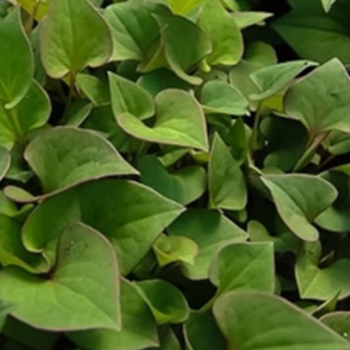 fish mint