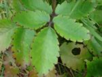Dhupor Tenga Plant (Bryophyllum pinnatum)