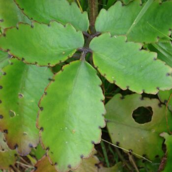 Dhupor Tenga Plant (Bryophyllum pinnatum)