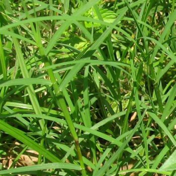 Dubori Bon Plant (Dub Grass)