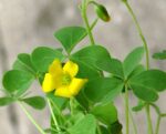 Wood Sorrel Plant