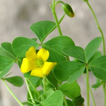 Wood Sorrel Plant