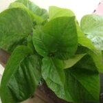 Nephaphu Plant